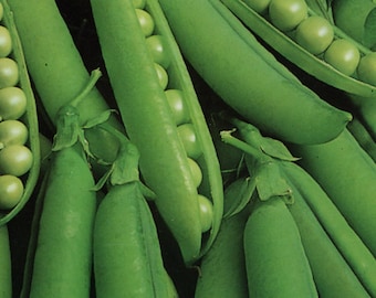 Guisante Alderman - 100 semillas - Pisum sativum - Hortaliza