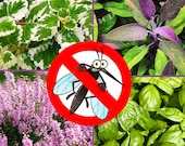 ANTI MOSQUITO mix seeds - 50 species of seeds - 1 gram - herbs and flower
