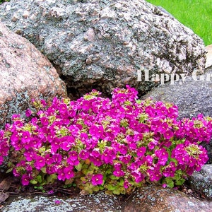 1000 seeds rock cress pink ARABIS CAUCASICA rockery perennial flower image 1