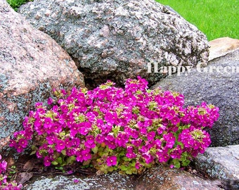 1000 seeds - rock cress pink - ARABIS CAUCASICA - rockery perennial flower