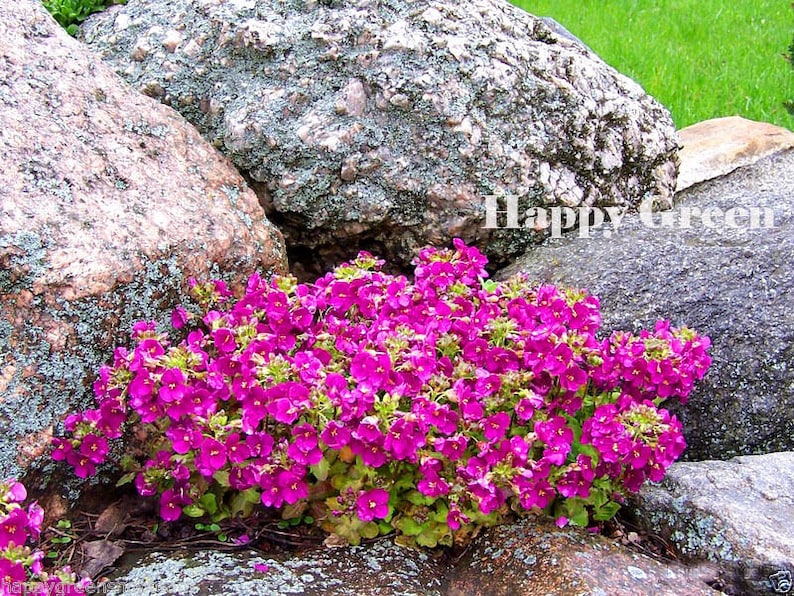 1000 seeds rock cress pink ARABIS CAUCASICA rockery perennial flower image 1