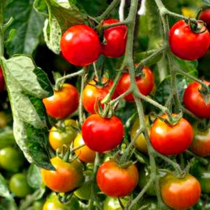 Puede incluir: Primer plano de una planta de tomate con muchos tomates rojos maduros colgando de las ramas. Los tomates est&aacute;n agrupados y algunos todav&iacute;a est&aacute;n verdes.