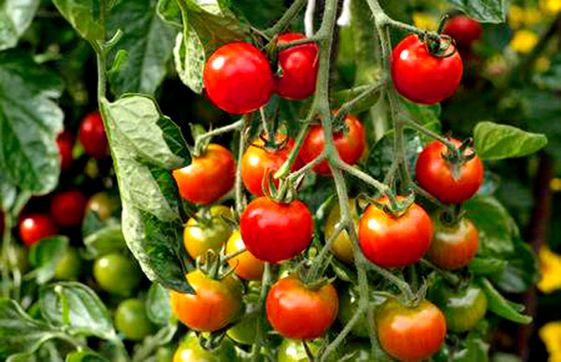 Puede incluir: Primer plano de una planta de tomate con muchos tomates rojos maduros colgando de las ramas. Los tomates est&aacute;n agrupados y algunos todav&iacute;a est&aacute;n verdes.