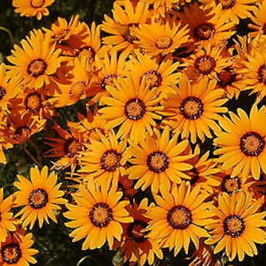 Solar Fire Daisy Ursinia Anthemoides 140 seeds Annual Flower image 3