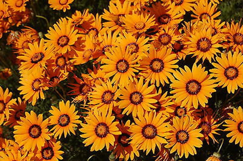 Solar Fire Daisy Ursinia Anthemoides 140 seeds Annual Flower image 3