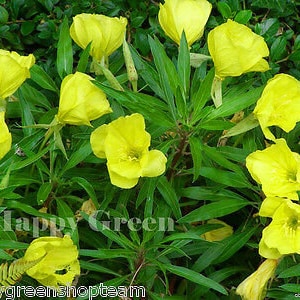 DWARF EVENING PRIMROSE Yellow 50 seeds Rockery Oenothera missouriensis image 8