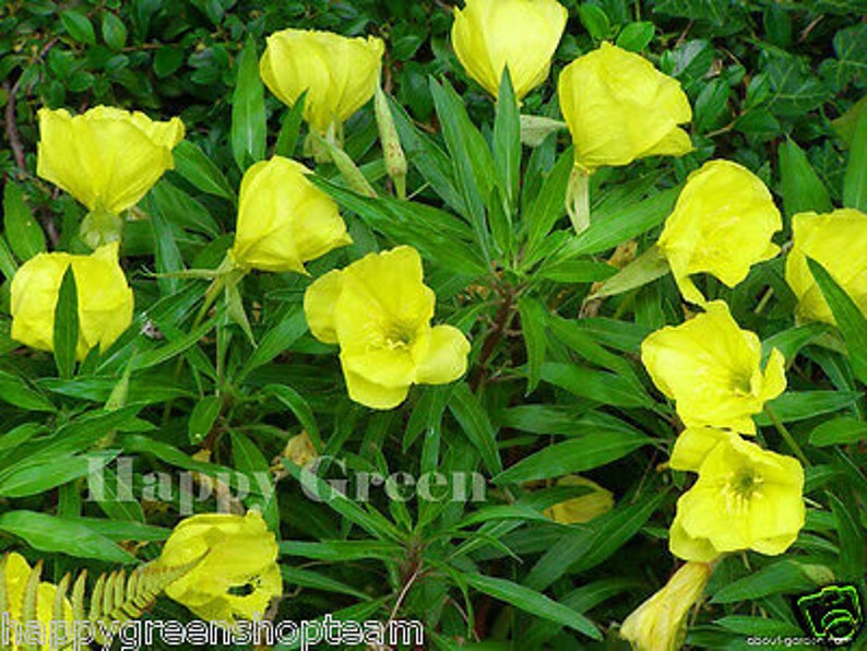 DWARF EVENING PRIMROSE Yellow 50 seeds Rockery Oenothera missouriensis image 8