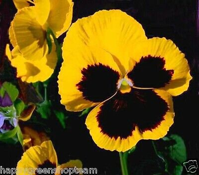 thumbnail image 2 of Pansy, Swiss Giant Silverbride (Viola Wittrockiana) - 50 Seeds - Seed Therapy – Southern Seeds 2 of 12