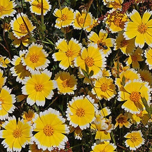 Coastal Tidy Tips 450 SEEDS Layia elegans platyglossa Landscaping flower image 4