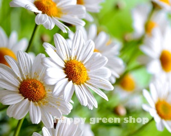 12 000 seeds - German chamomile - mayweed - Marticaria Recuita