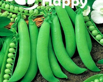 DWARF Pea - Piccolo PROVENZALE - 50 Selected Seeds - HEIRLOOM - Pisum sativum