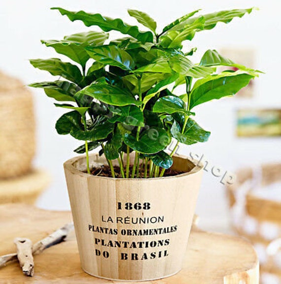 Coffee Plant 10 seeds-Tropical Coffee House Plant-Coffea arabica nana Coffee Plant 10 seeds-Tropical Coffee House Plant-Coffea arabica nana