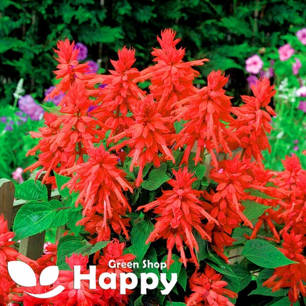 Sauge Tango Rouge Salvia Splendens - 50 graines Salvia splendens