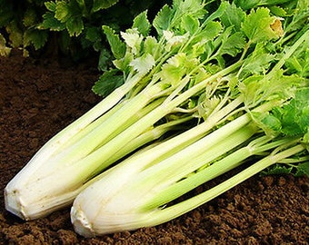 Può includere: Un mazzo di gambi di sedano freschi con foglie verdi. Il sedano è bianco e ha una tonalità verde chiaro.