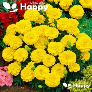 350 French Marigold 'Honey Moon' Seeds | Tagetes patula Nana | Double Yellow Annual Flowers