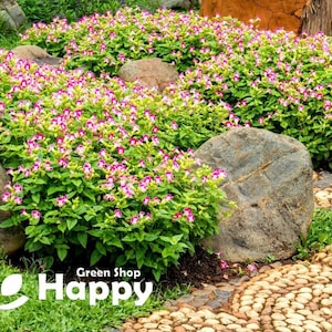 WISHBONE FLOWER MIX - 12 nasion - Mieszańce Torenia Fournieri F2 - wiszący kosz