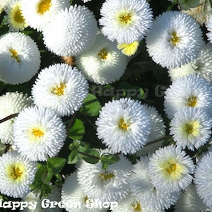 May include: A close-up image of a cluster of white daisy-like flowers with yellow centres. The flowers are in full bloom and have a fluffy, textured appearance.