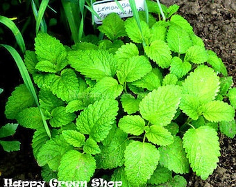 1700 Lemon Balm Seeds | Melissa officinalis | Aromatic Perennial Tea Herb Plant Seeds