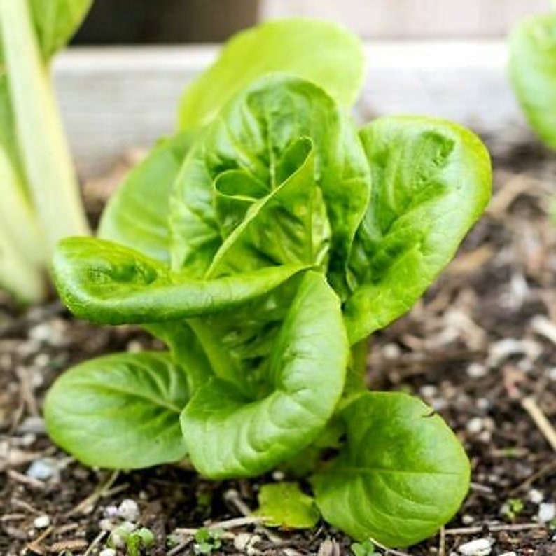 Vegetable LETTUCE LITTLE GEM 2500 seeds Lettuce seeds image 3