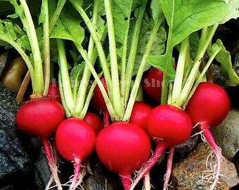 1000 SEEDS - Radish carmen - Vegetable seeds - early variety