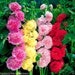 see more listings in the Flowers - Perennial section