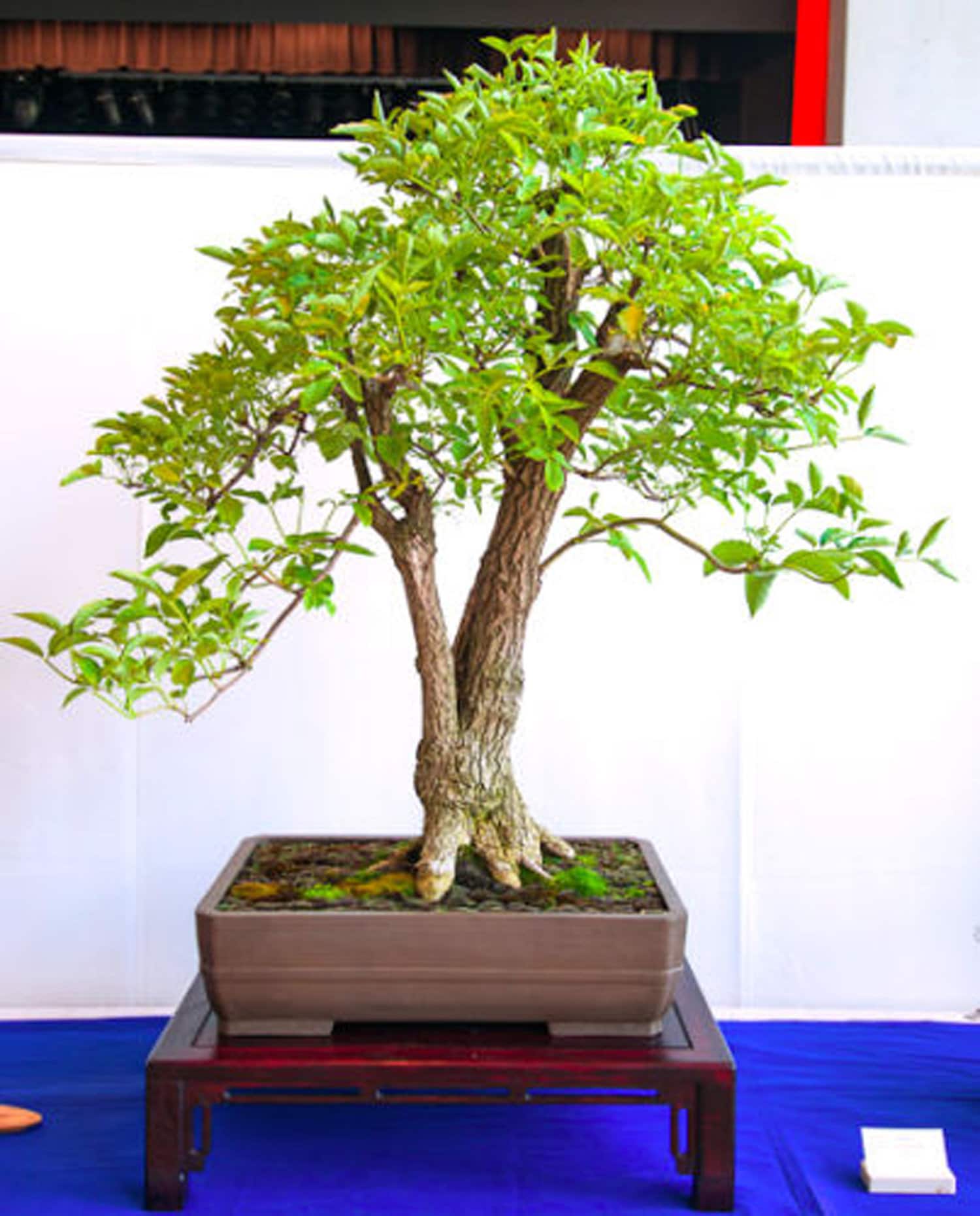 Schwarzer Holunder - 140 Samen - Sambucus Nigra - Beere Baum - Bonsai Samen  - Etsy.de