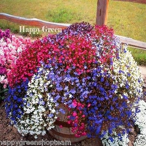 7000 seeds - TRAILING LOBELIA CASCADE Mix - Lobelia Pendula - Balcony flower - Hanging basket