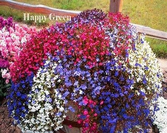 7000 seeds - TRAILING LOBELIA CASCADE Mix - Lobelia Pendula - Balcony flower - Hanging basket