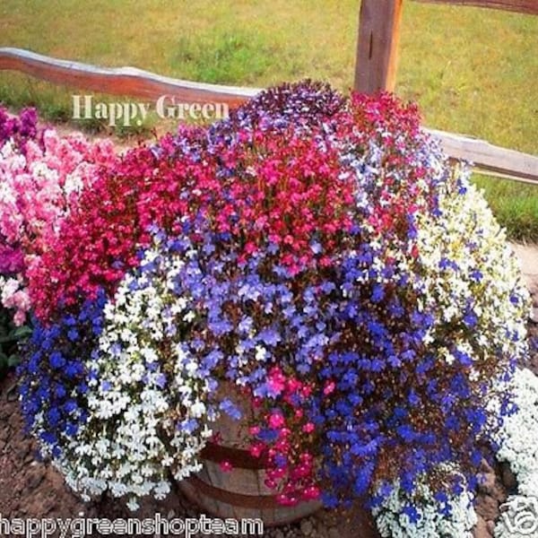 7000 seeds - TRAILING LOBELIA CASCADE Mix - Lobelia Pendula - Balcony flower - Hanging basket