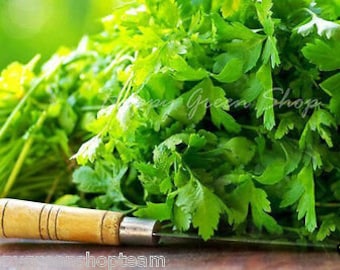 CORIANDER - 400 SEEDS 3g - cilantro - Coriandrum sativum - Herb - HERBS