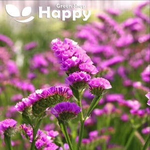 May include: A field of purple statice flowers in bloom. The flowers are clustered together in a field of green grass.