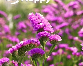 Statice Rosa - 150 semillas Limonium sinuatum