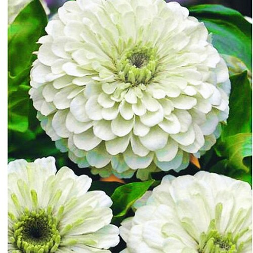 Zinnia Dahlia - POLAR BEAR - 110 seeds - Zinnia elegans - Large double flowers