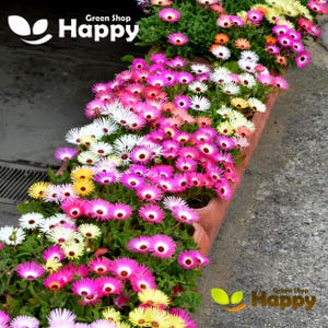 MESEMBRYANTHEMUM Daisy - 1800 seeds - Ice Plant - Dorotheanthus Bellidiformis mix - Livingstone daisy - Annual Flower