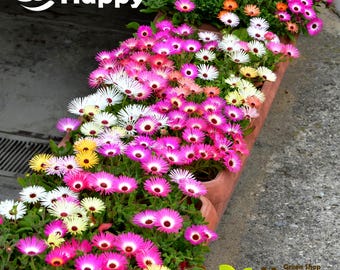 1800 graines de marguerite Mesembryanthemum (mélange de ficoïdes) | Dorotheanthus bellidiformis | Marguerite de Livingstone | Plante de glace | Fleur annuelle