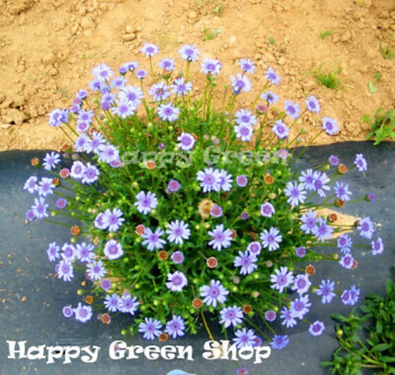 FELICIA the Blue Blues Daisy 110 Seeds Felicia Heterophylla ANNUAL FLOWER -  Etsy