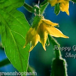 Puede incluir: Primer plano de una flor de tomate amarilla con hojas verdes. La flor est&aacute; enfocada, mientras que las hojas est&aacute;n ligeramente desenfocadas. El fondo es un azul y un verde borrosos.