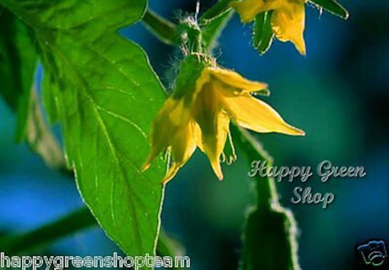 Puede incluir: Primer plano de una flor de tomate amarilla con hojas verdes. La flor est&aacute; enfocada, mientras que las hojas est&aacute;n ligeramente desenfocadas. El fondo es un azul y un verde borrosos.