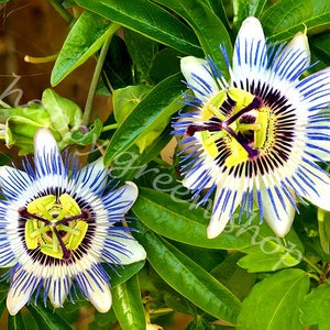 PASSION FLOWER - passion fruit seeds - 30 seeds - climber perennial
