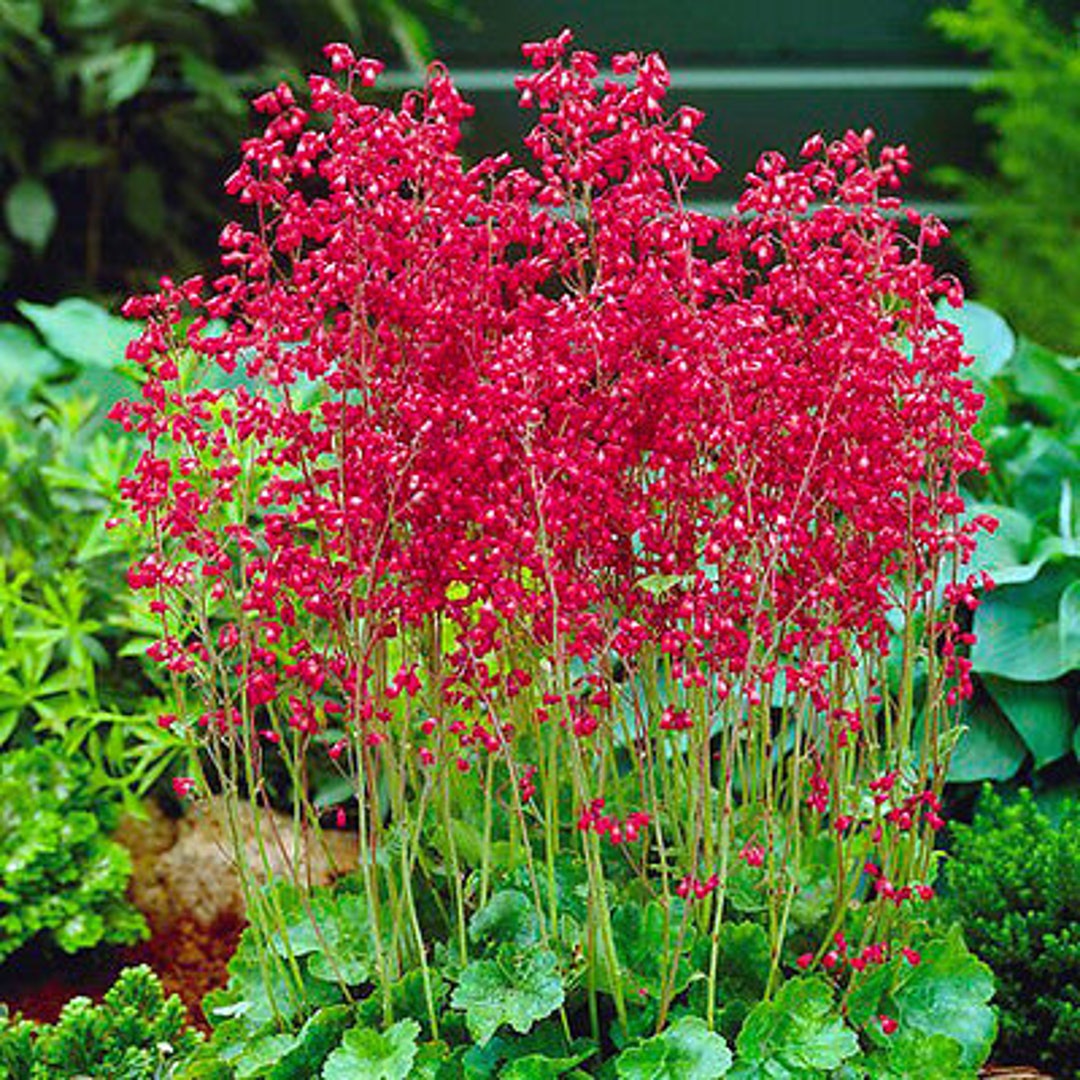 RED CORAL Heuchera Sanguinea 2700 seeds Perennial - Etsy