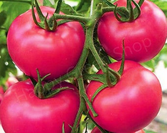 Vegetable Pink Tomato - 80 seeds - Maliniak - RASPBERRY TOMATO HEIRLOOM
