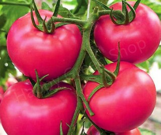 Semi Di Pomodoro Lampone Maliniak - Plantico, 0,5g, Varietà Nana Autofertile Per Orto E Serra
