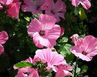 ROSE MALLOW  Mixed - 150 SEEDS - Lavatera Trimestris  - Annual Flower