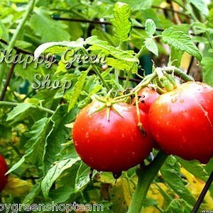 Puede incluir: Primer plano de tomates rojos maduros creciendo en una vid. Los tomates son redondos y tienen una piel lisa. La vid es verde y tiene hojas. El texto "Happy Green Shop" es visible en la imagen.