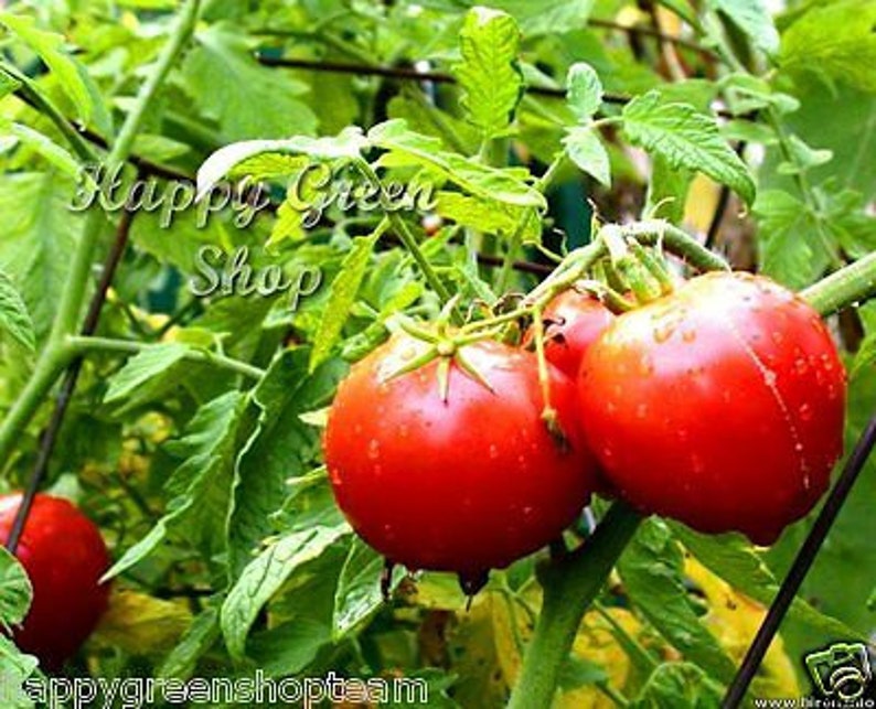Puede incluir: Primer plano de tomates rojos maduros creciendo en una vid. Los tomates son redondos y tienen una piel lisa. La vid es verde y tiene hojas. El texto "Happy Green Shop" es visible en la imagen.