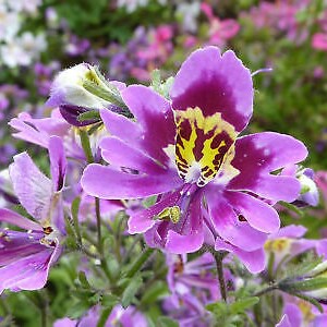 2000 seeds ANGEL WINGS mix Schizanthus wisetonensis Annual flower tigered flowers pyramidal plant form image 7