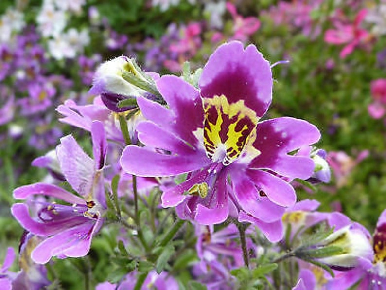 2000 seeds ANGEL WINGS mix Schizanthus wisetonensis Annual flower tigered flowers pyramidal plant form image 7