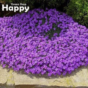 ROCK CRESS Hendersonii Lila - 400 ZADEN - Aubrieta hybrida - Rotsbloem