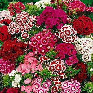 SWEET WILLIAM MIX 1000 seeds Dianthus barbatus Flower image 2