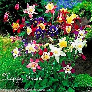 COLUMBINE MIX Mrs Scott Elliott 250 Seeds Aquilegia caerulea hybrida image 7